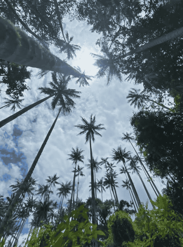 Wax palm trees in Colombia’s Coffee Region (Eje Cafetero)