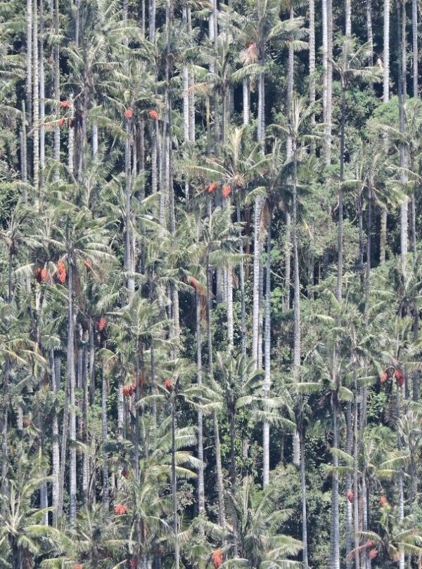 Dense wax palm forest in the mountains of Tolima, Colombia