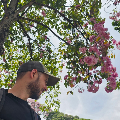 ocobo florecido en ibague