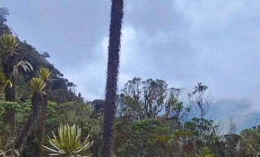 Hiker standing next to a giant frailejón plant in the páramo near Nevado del Tolima in Colombia.
