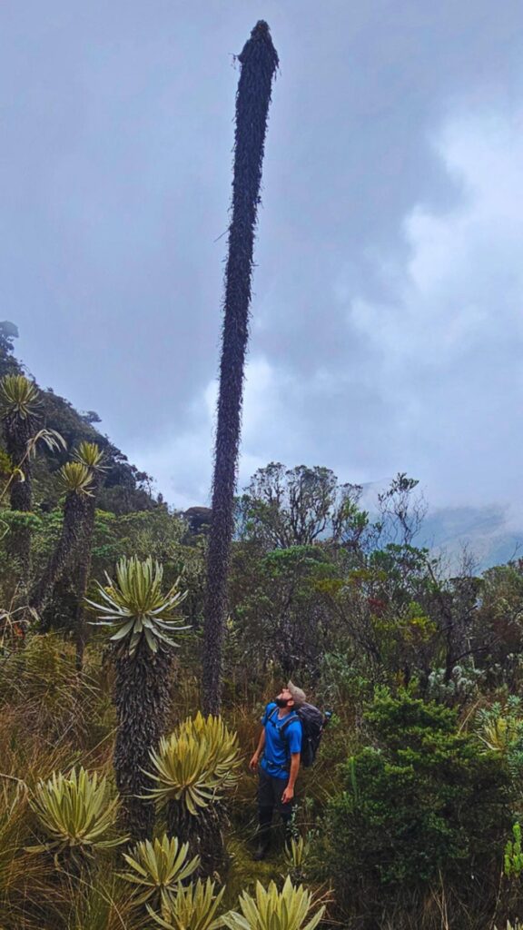 Hiker standing next to a giant frailejón plant in the páramo near Nevado del Tolima in Colombia.