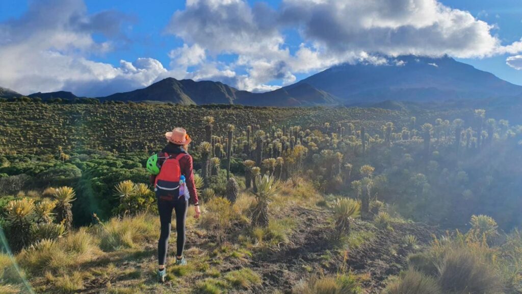 Female Hiker walking through páramo landscape with frailejones toward Nevado del Tolima in Colombia under a bright sky.