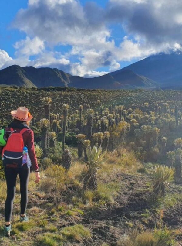 Female Hiker walking through páramo landscape with frailejones toward Nevado del Tolima in Colombia under a bright sky.