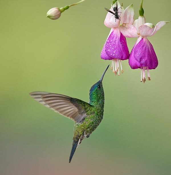 A green hummingbird hovers near two pink and purple fuchsia flowers while a small black insect perches on one of the flowers.