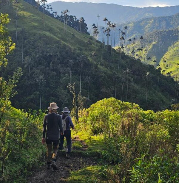 Hikers walking trail in Cocora Valley Colombia among tall wax palm trees