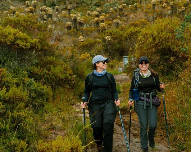 Travelers trekking through Colombia’s páramo ecosystem surrounded by frailejones on a high-altitude Andean hiking trail