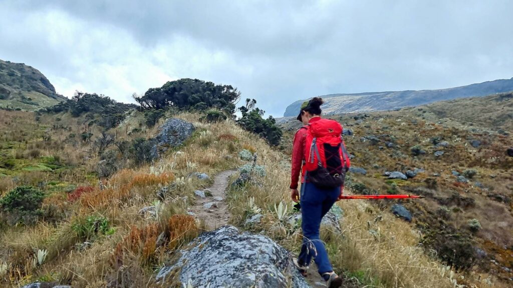 Hiker walking through the páramo ecosystem on the trail to Nevado Santa Isabel in Los Nevados National Natural Park, Colombia.